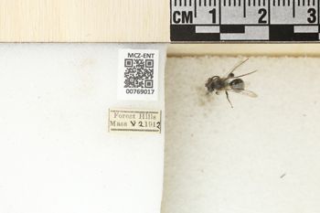 Media type: image;   Entomology 769017 Aspect: Labels